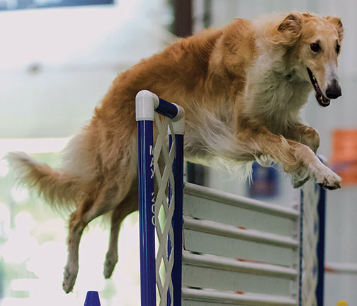 Top Obedience Borzoi 2024